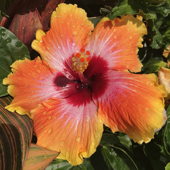 soulflower88